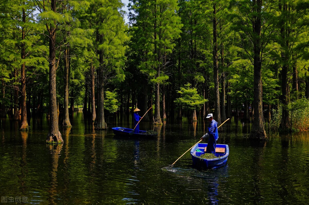 上海市区森林秘境,上海这些景区值得一去