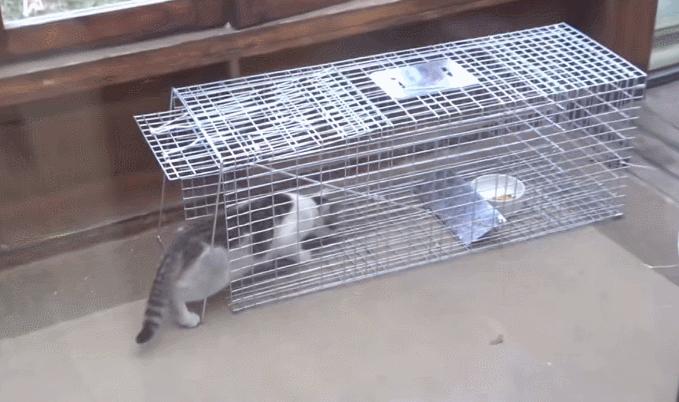 绑架小奶猫整蛊,绑架小奶猫