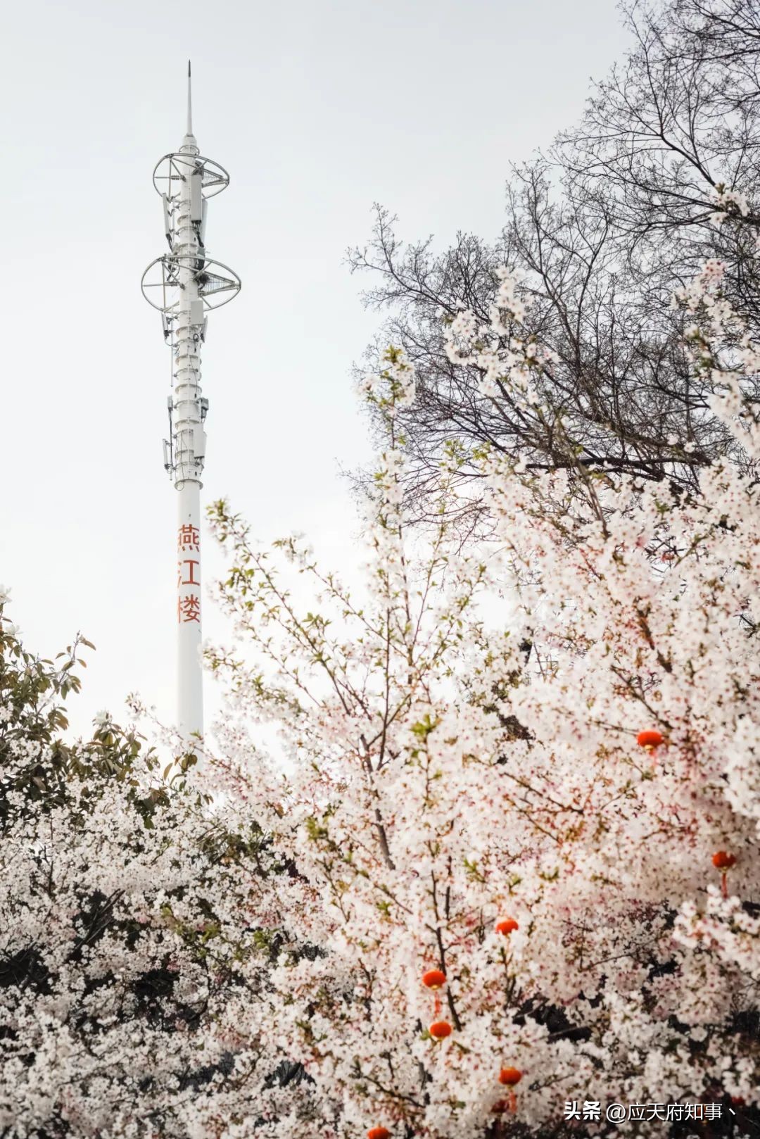 南京燕子矶滨江公园,南京燕子矶是哪个区