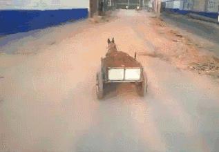 养狗新手该养啥宠物好呢,新手养狗不建议养这四种