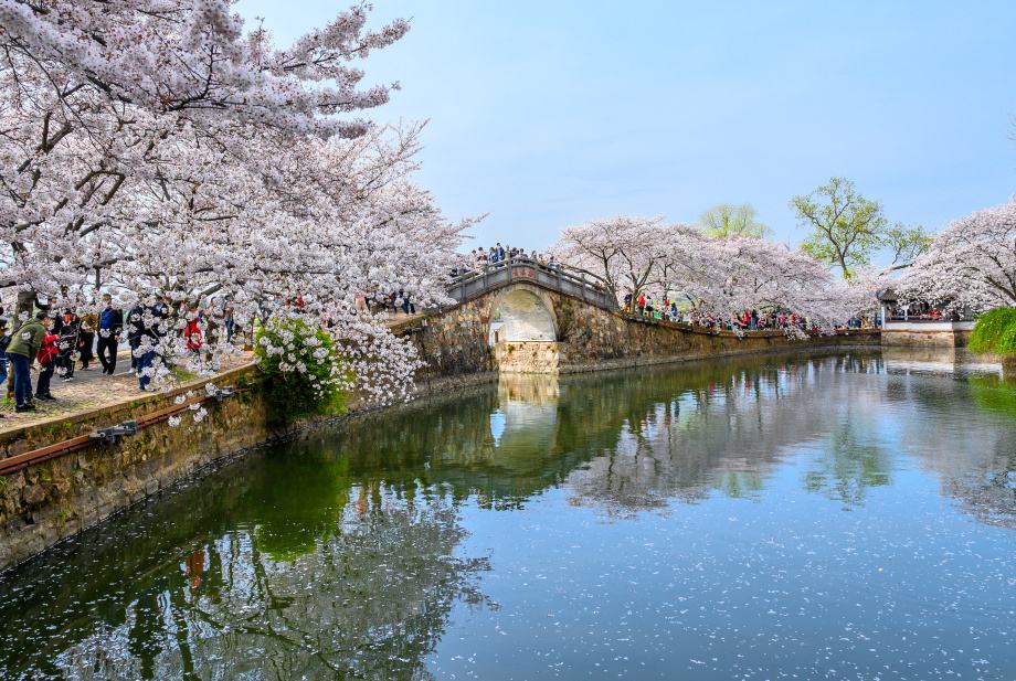 无锡鼋头渚赏樱视频,无锡鼋头渚赏樱美文