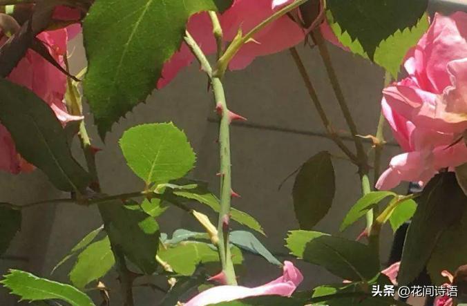 月季玫瑰蔷薇芍药牡丹的区别,月季玫瑰蔷薇区别在哪里