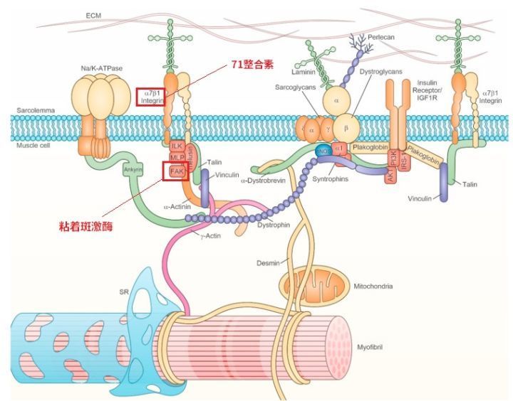 健身增肌的原理是什么,健身增肌原理动作讲解