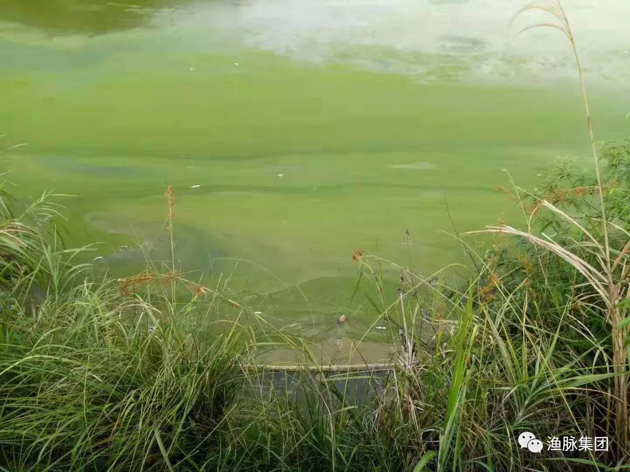 水体倒藻怎么养,怎么预防倒藻最好方法