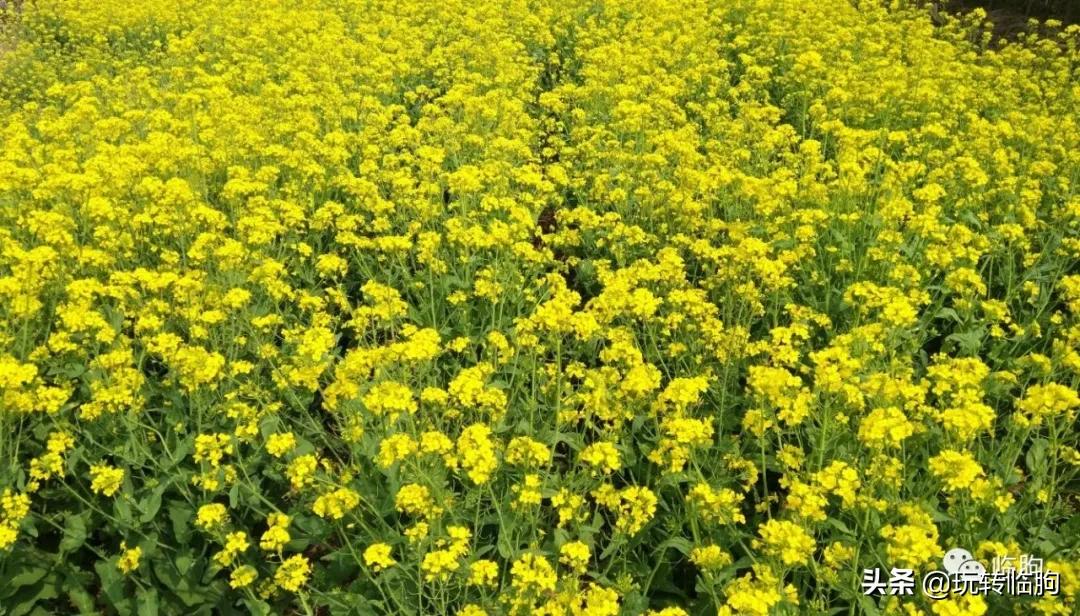 王兴汉从事蜂业小传