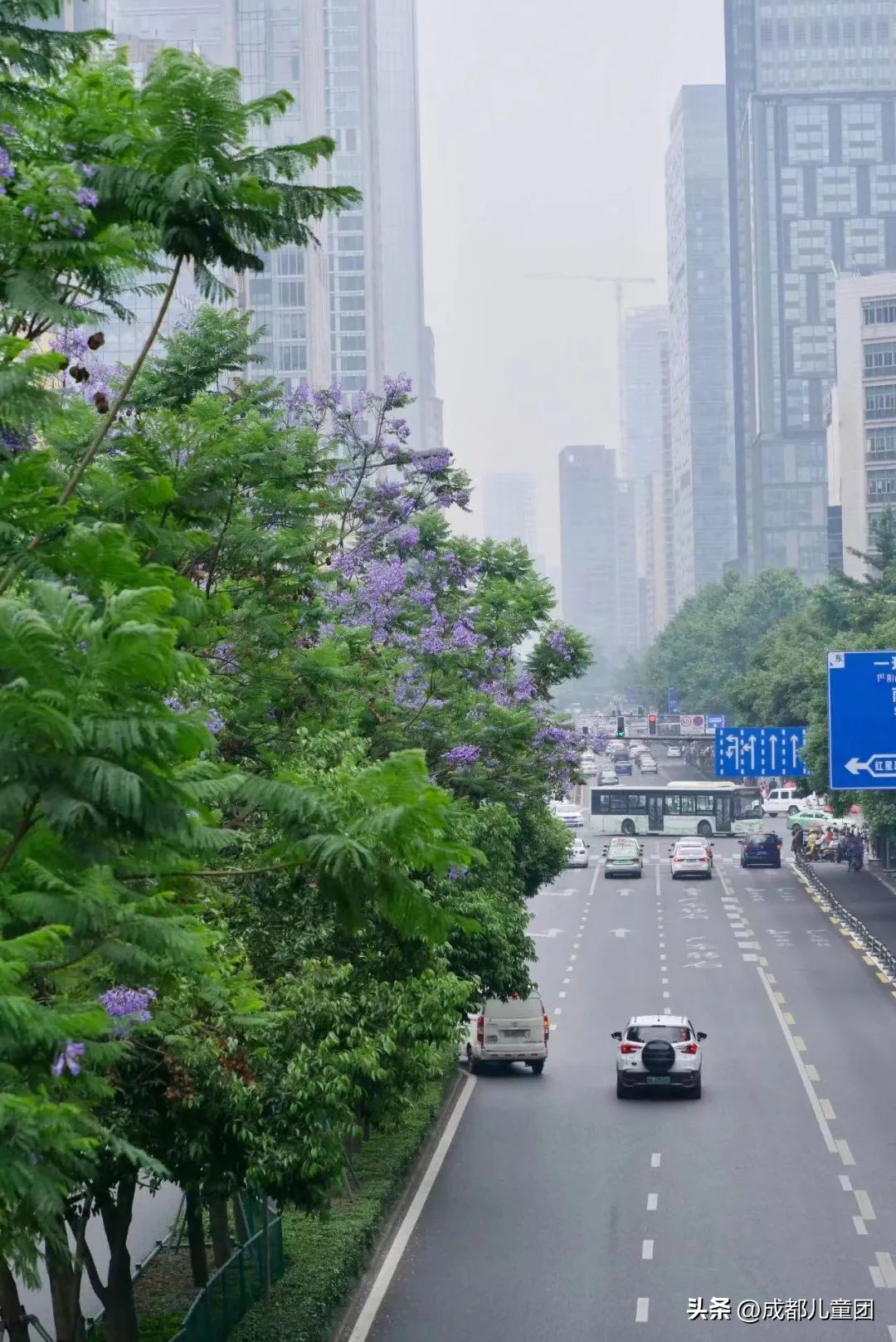 路边的银杏树是什么品种,银杏行道树