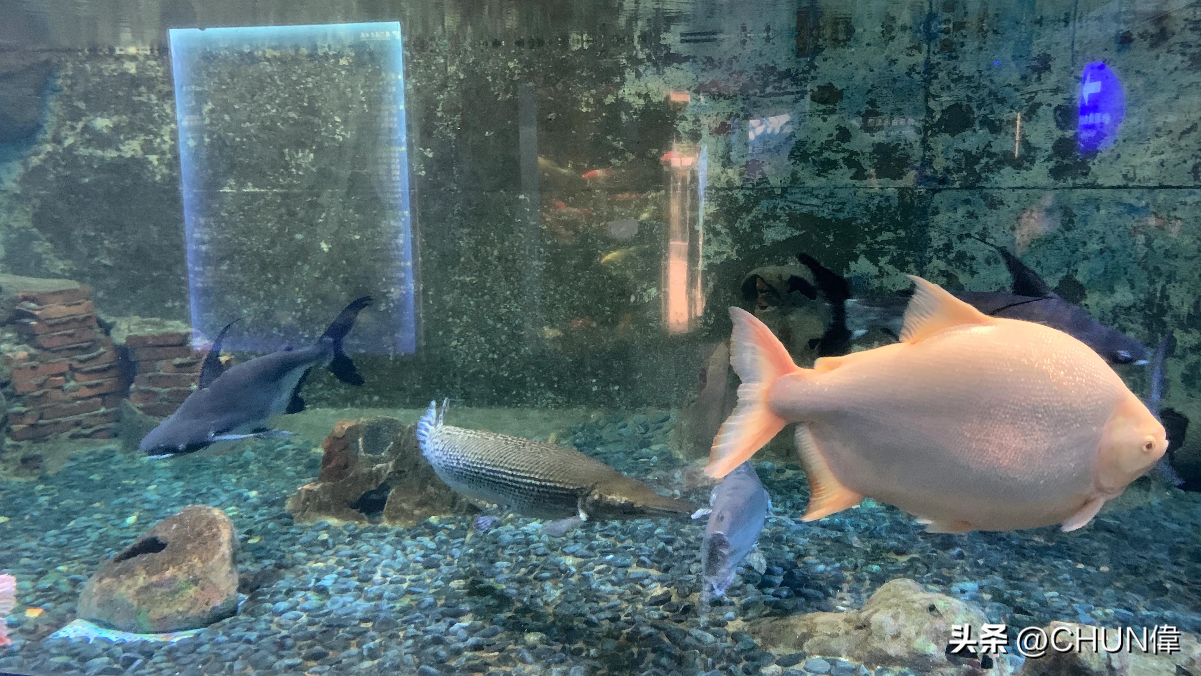 自由行厦门鼓浪屿四天怎么安排,鼓浪屿一日游五一