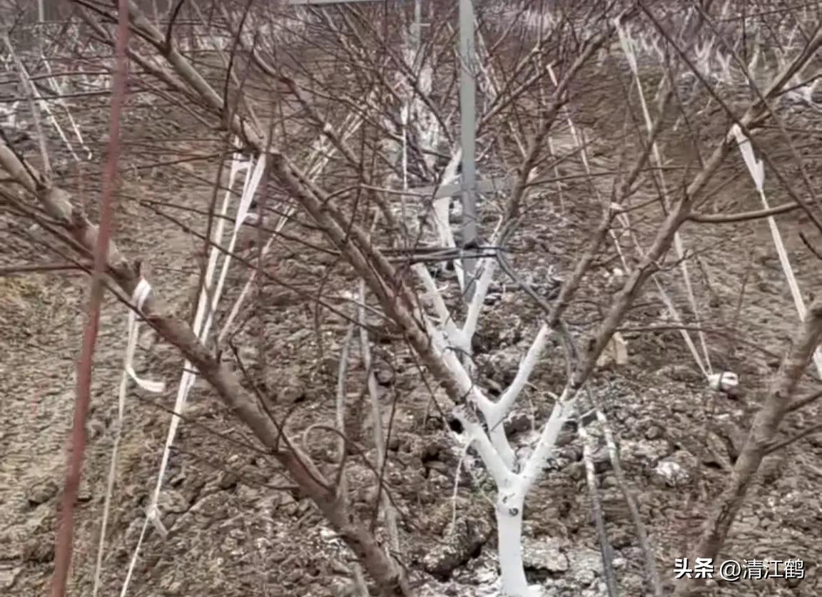 果树清园是先杀虫还是杀菌,果树清园管理方法