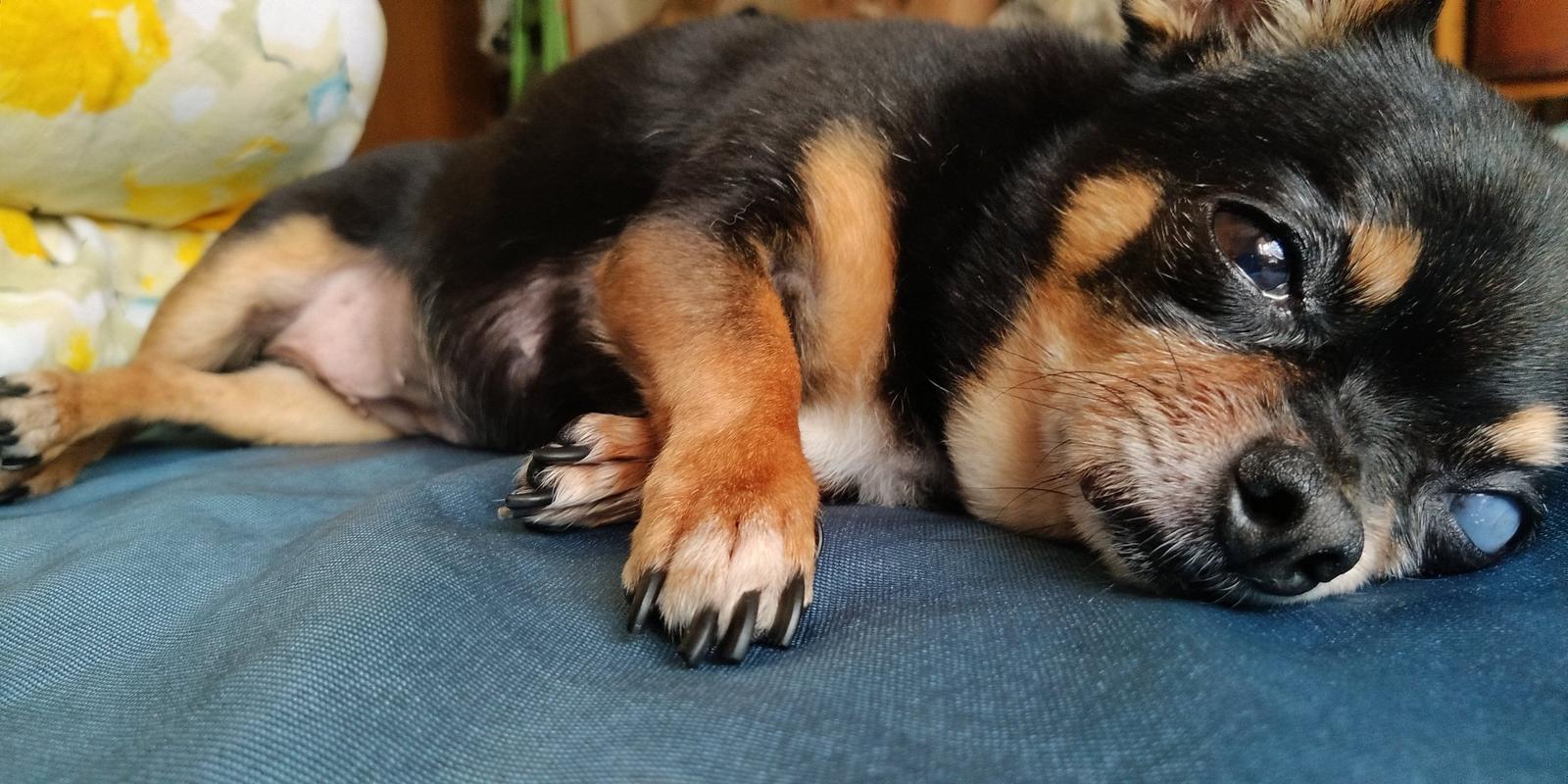 狗狗总是睡不踏实是怎么回事,狗狗总是很困怎么回事