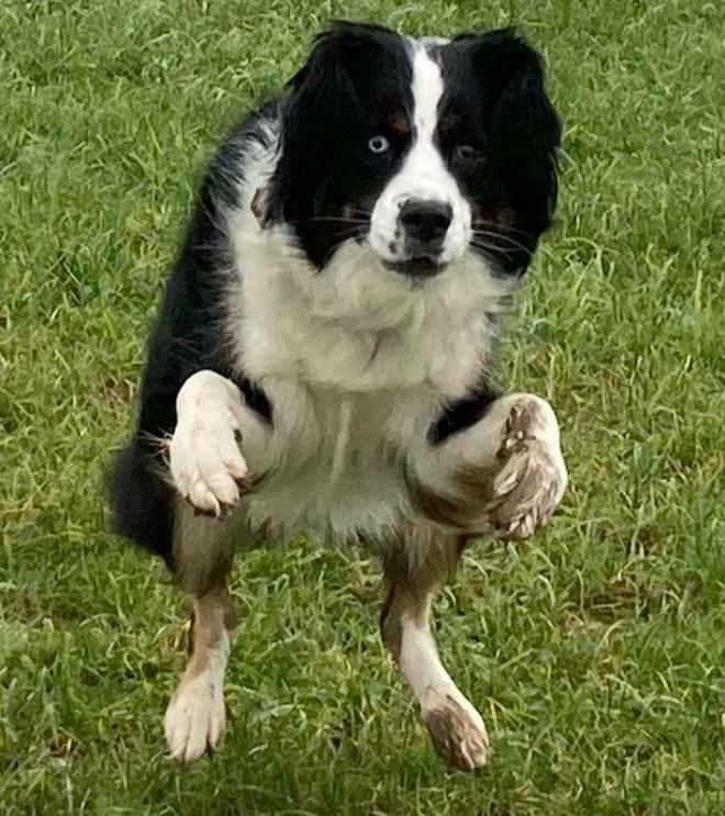 一身反骨的狗狗也有温柔的一面,天生反骨狗狗