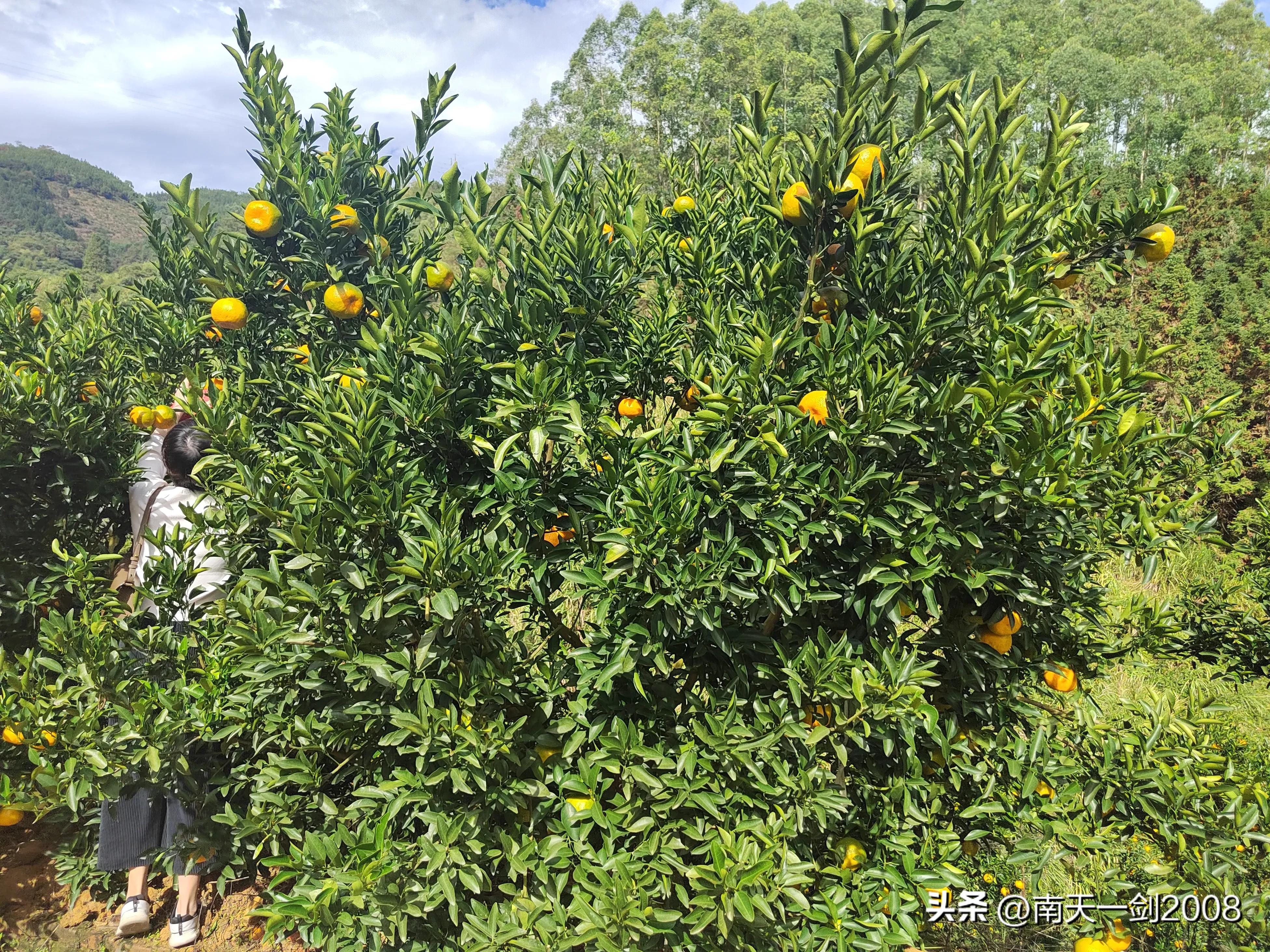 作家、书法家苏金茂永春民间对联（第一百六十九）