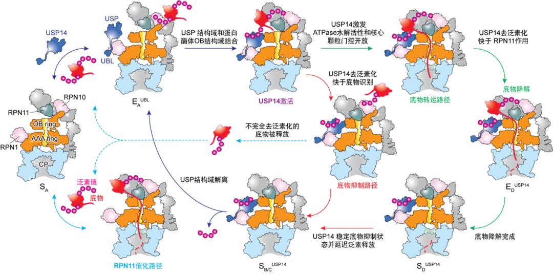 中关村国际创新中心人工智能,科学家首次实现双光量子纠缠成像