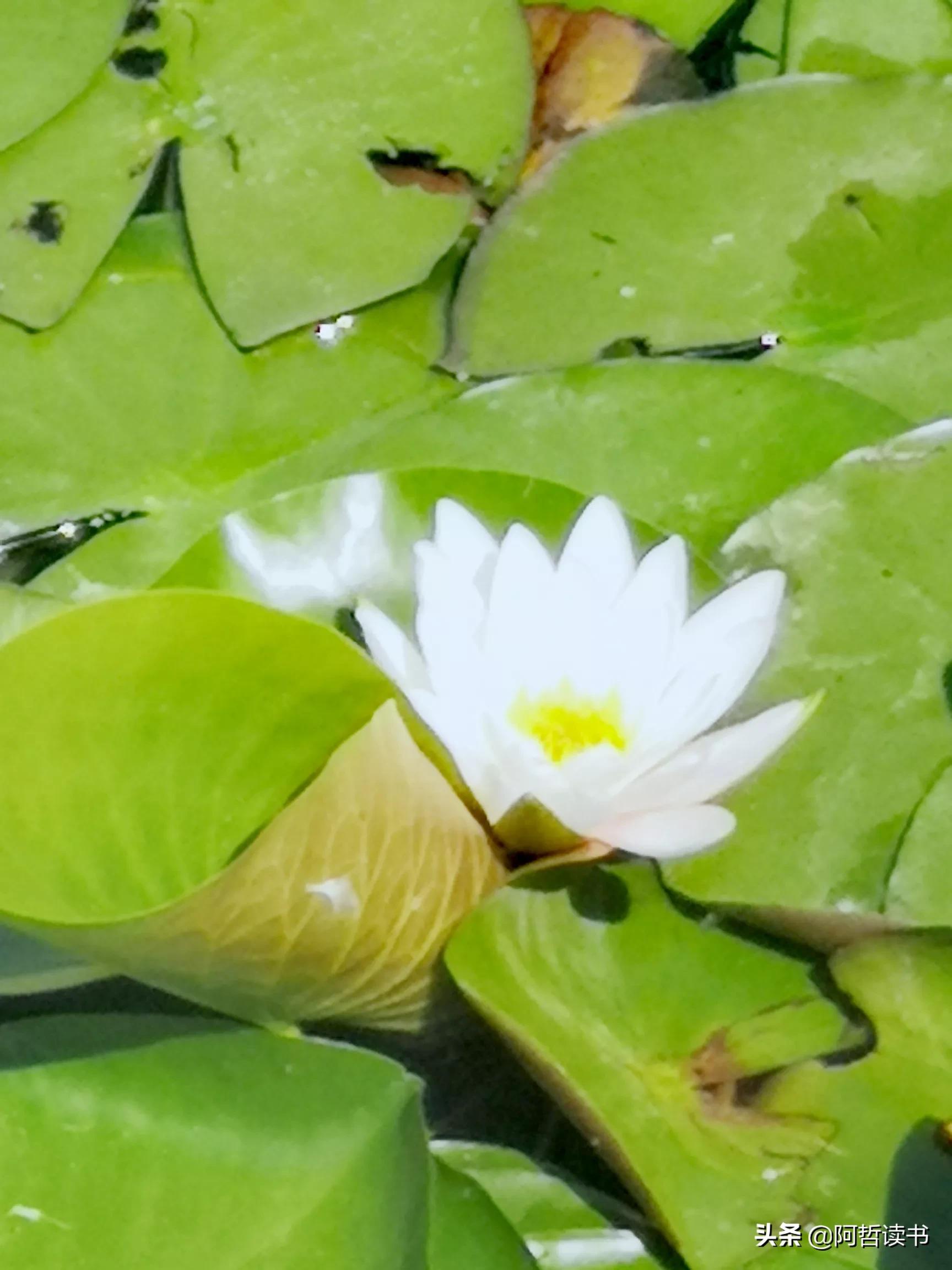 夏日荷花/风影摇曳波光粼，出水芙蓉最可人，一片冰心付与君