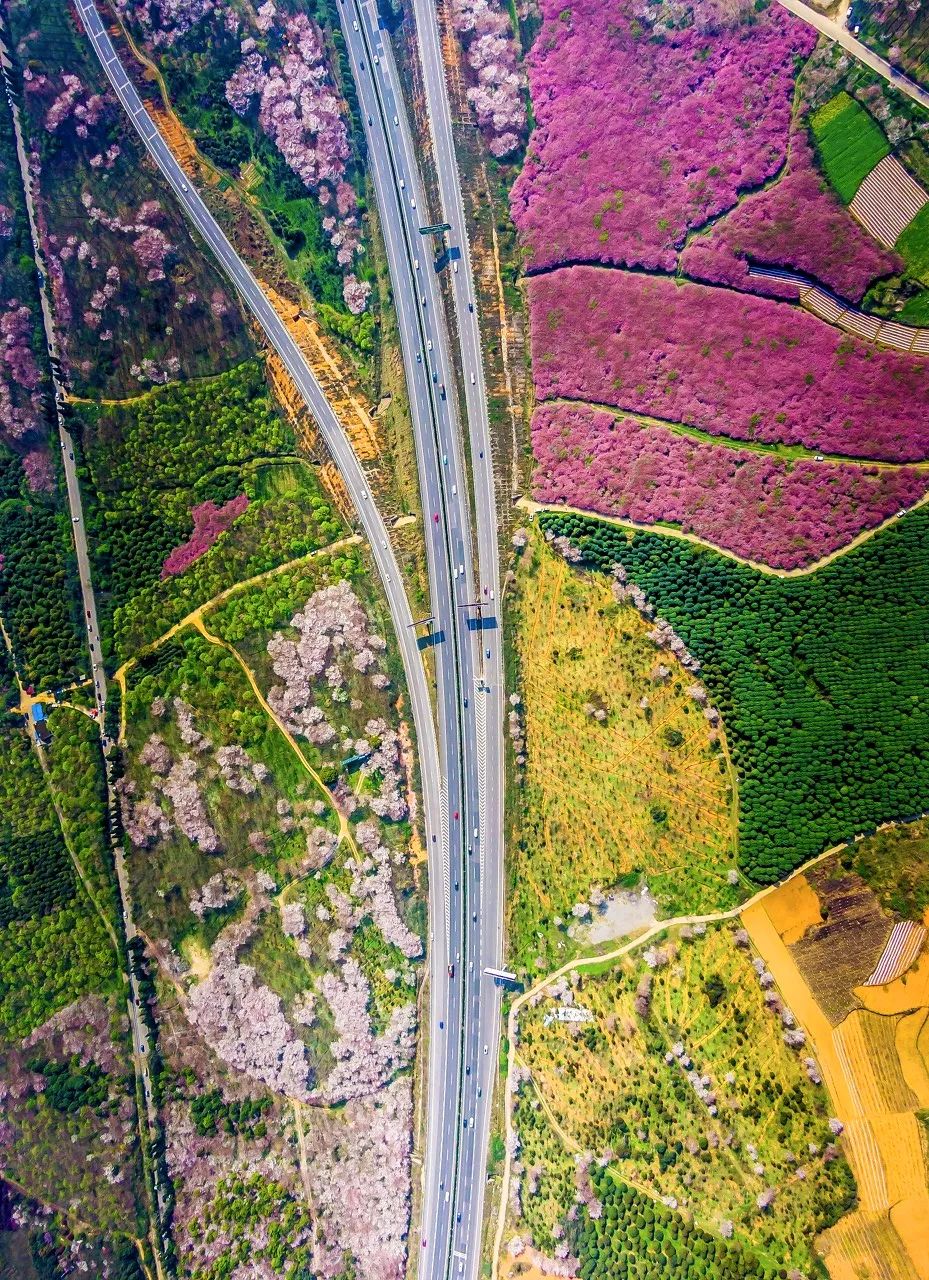 贵州安顺平坝万亩樱花园,安顺平坝樱花园面积有多少