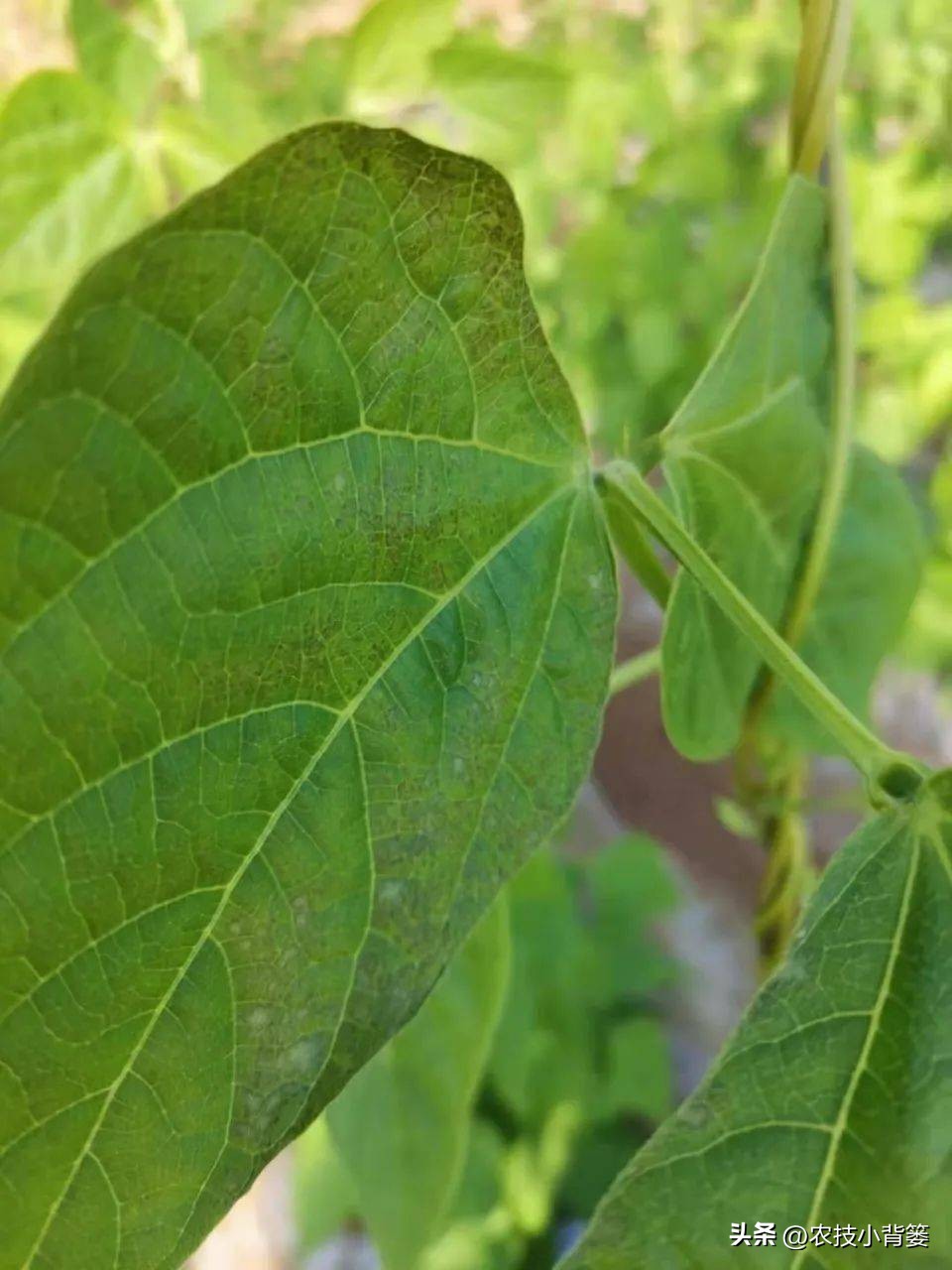 一招教你辨别真菌性病害,作物细菌真菌病毒轻松辨别