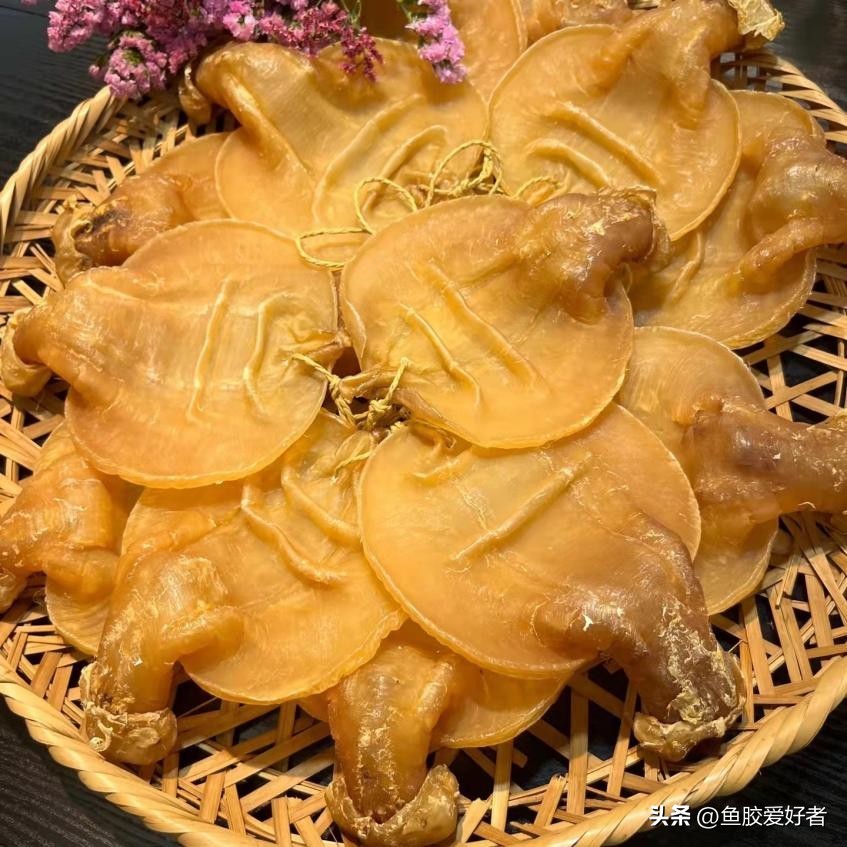 干鱼胶怎么保存不会长虫子,鱼胶小白入门