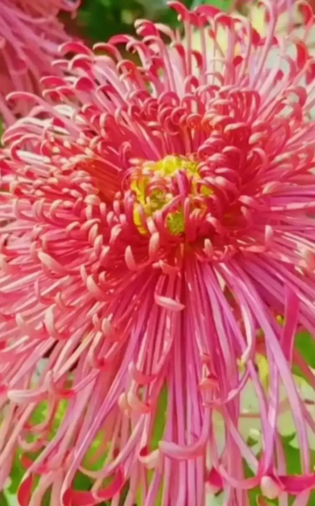 最最漂亮的金丝菊图片,美丽的金丝菊美图