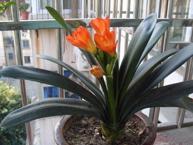 君子兰在二月份该如何管理,君子兰5月6月如何养护