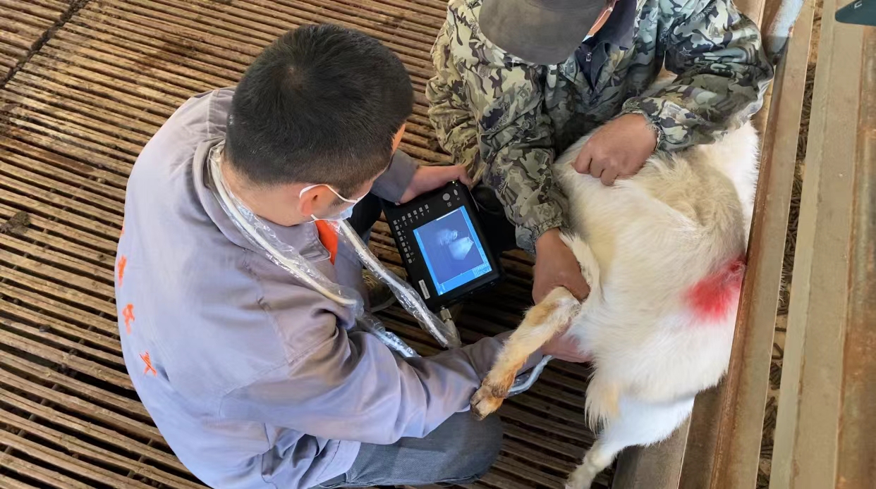 郧西马头山羊产业品牌,十堰郧西马头羊变身致富领头羊