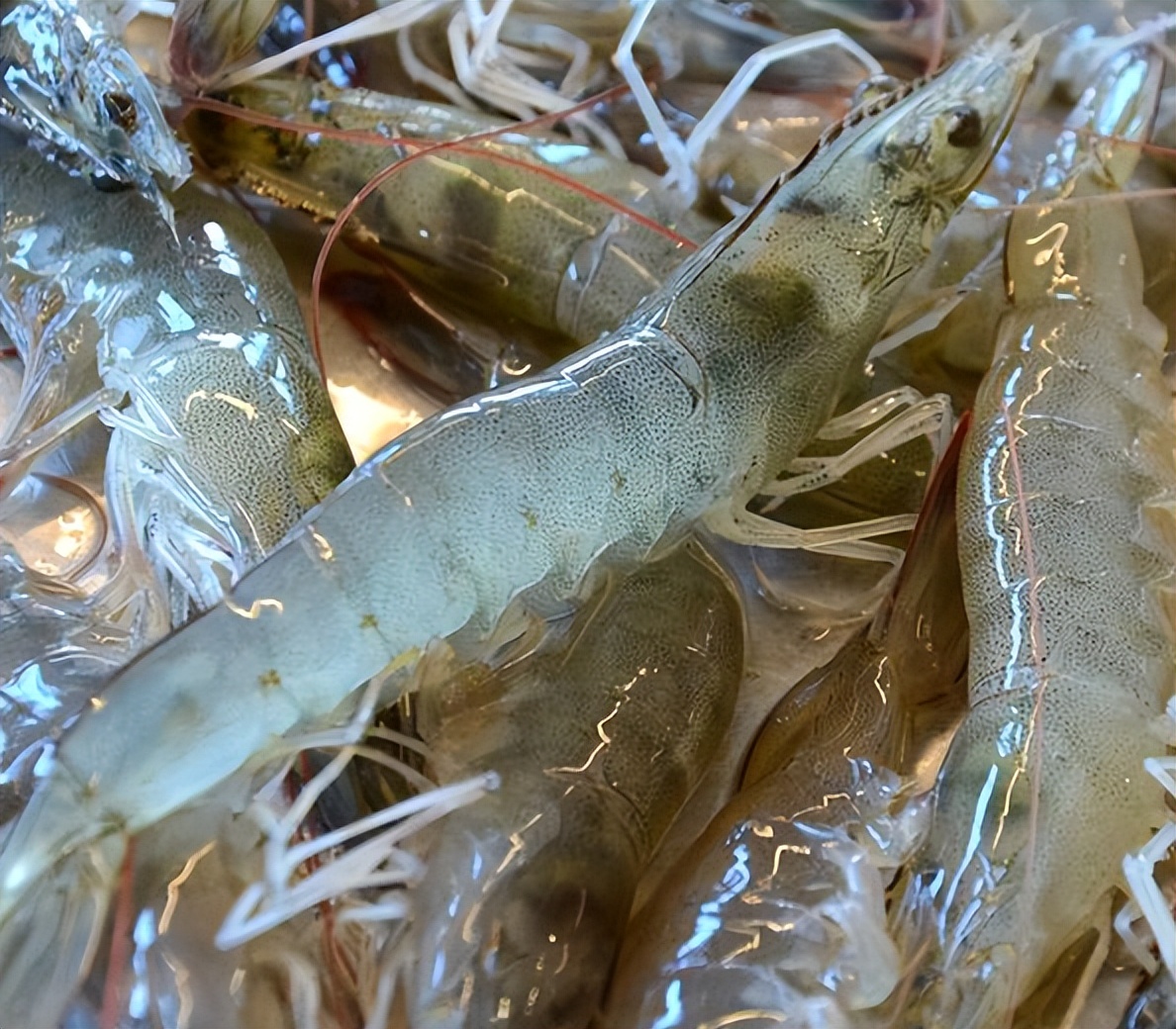 对虾养殖的碳氮磷比,对虾溶氧与产量的关系