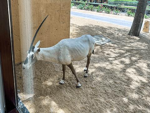 阿联酋丽思卡尔顿,阿联酋野奢帐篷