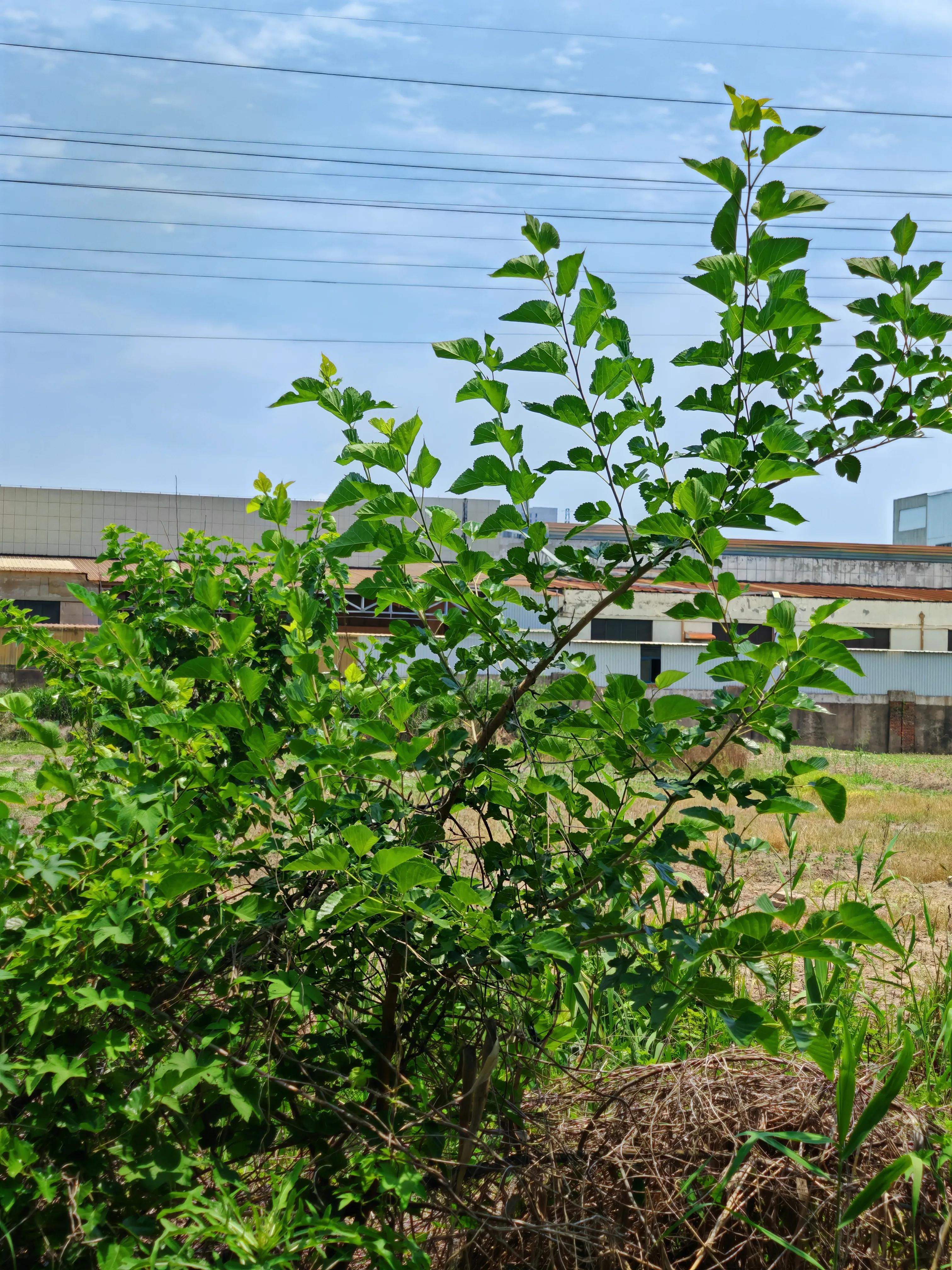 农村植物图解,农村的野生植物图
