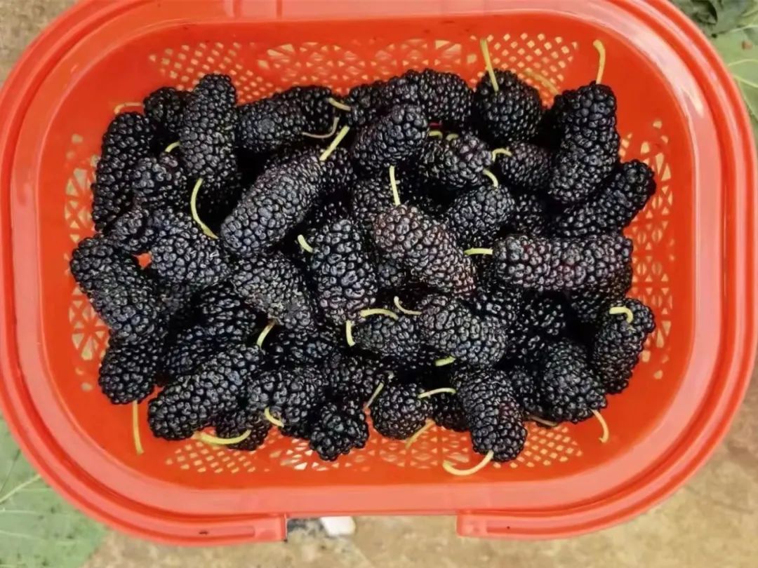 昆明今年樱桃采摘,新鲜樱桃上市