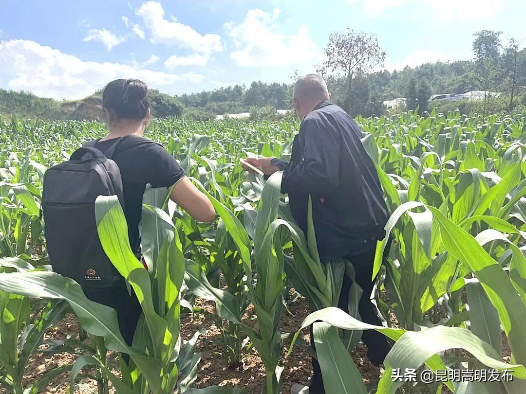 释放赤眼蜂防治虫害报道,赤眼蜂防治松毛虫方法