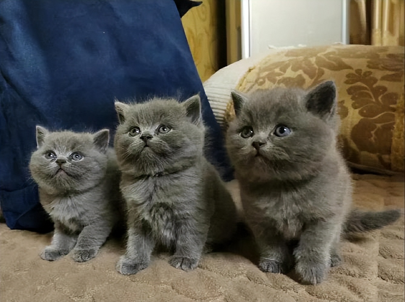 为什么不建议养蓝猫,为什么很多人养蓝猫不养布偶