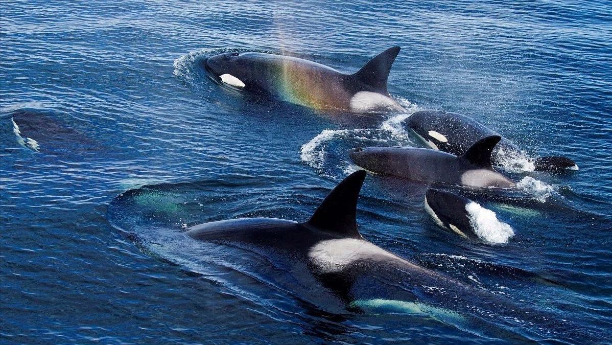 比巨齿鲨更恐怖的十种海怪,比巨齿鲨可怕的六种海怪