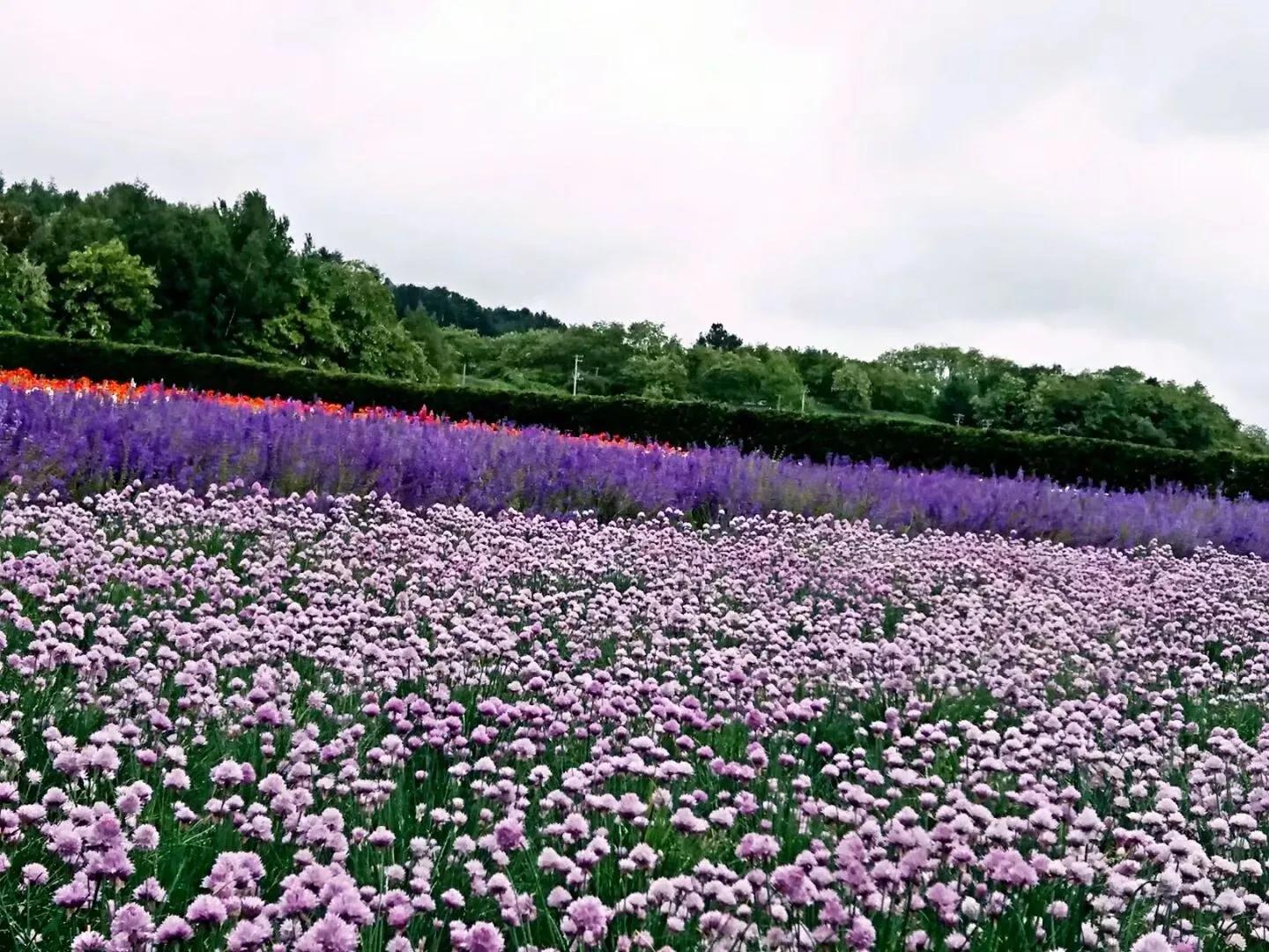 日本见闻,日本见闻记