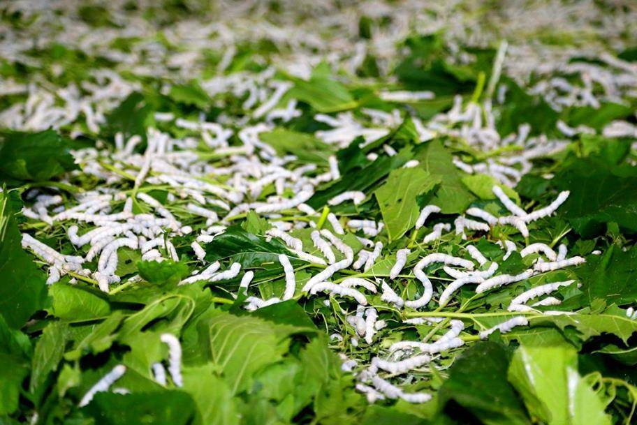 蚕用药益生菌有什么作用与功效,蚕增重增丝