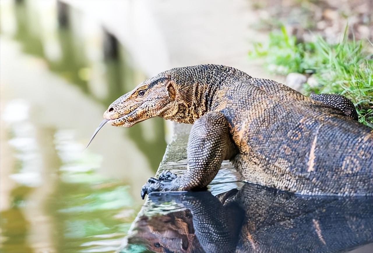 上海钓鱼佬钓起“五爪金龙”，差点牢底坐穿？金龙到底什么来头？