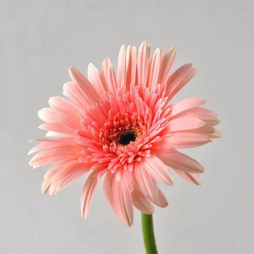 十二星座的本命花全集,十二星座本命神兽