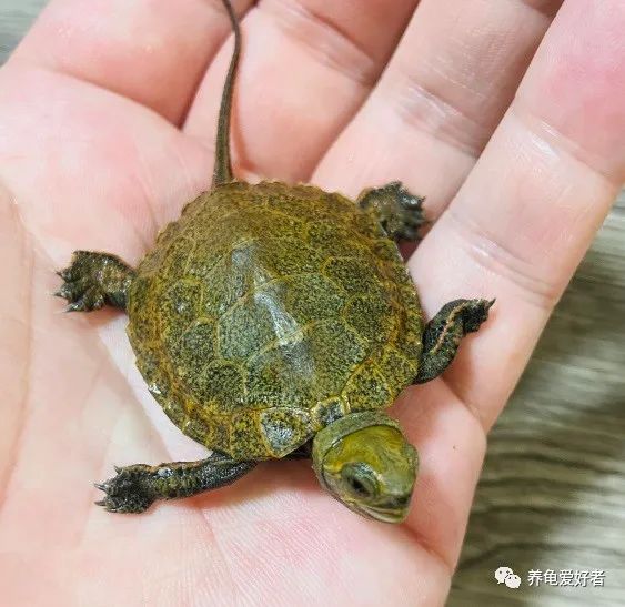 龟不吃东西喂什么,如果新龟到家不吃东西要怎么办呢