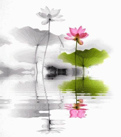 千字文诗社,第591期连天芳草翠，杨花柳絮飞