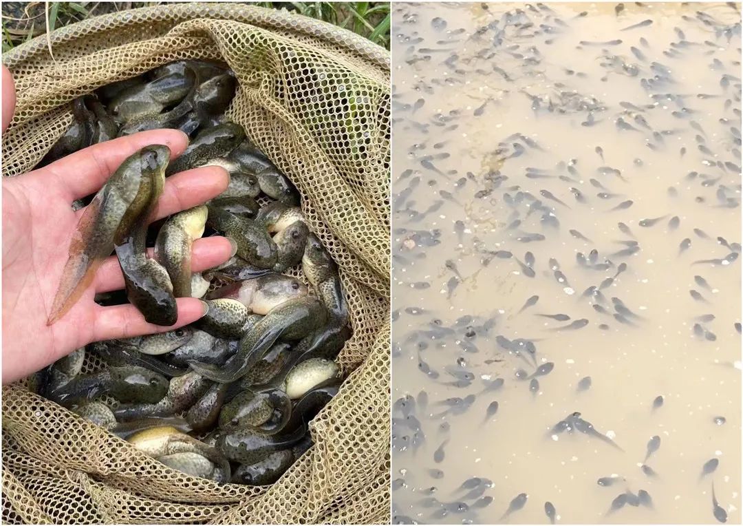 拥有多年的牛蛙养殖技术经验,致富经之牛蛙养殖