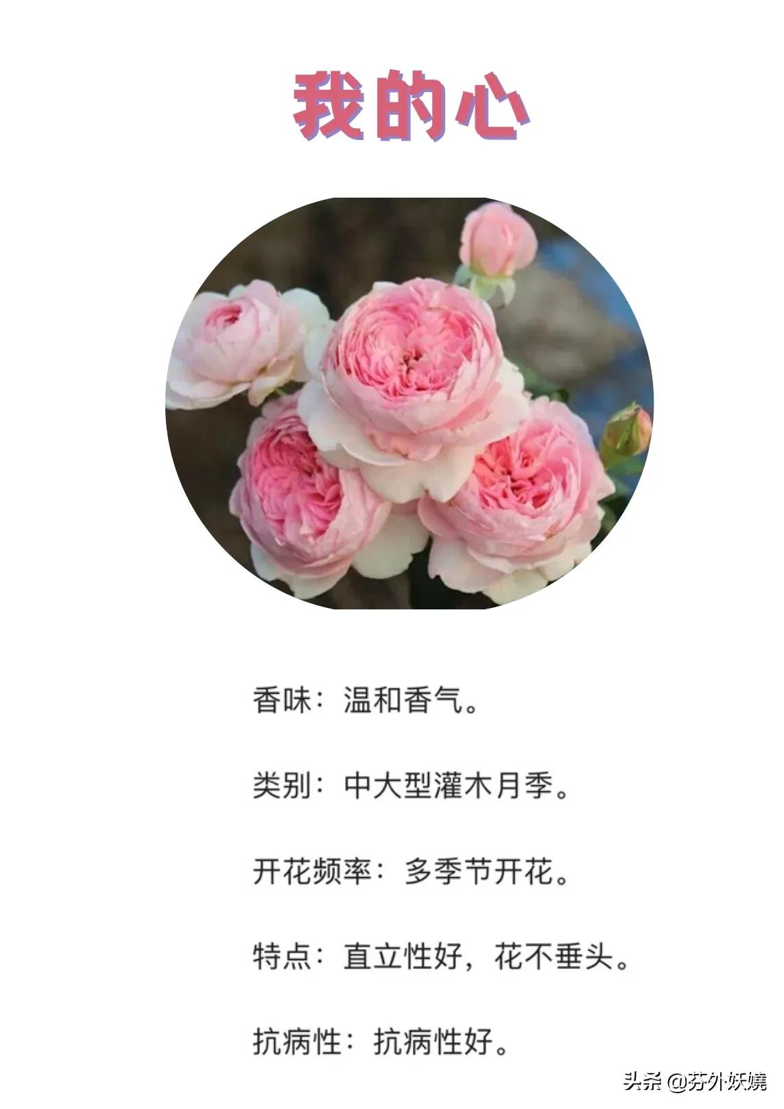 月季花抗病能力强又有香味的品种,18种花卉好看品种