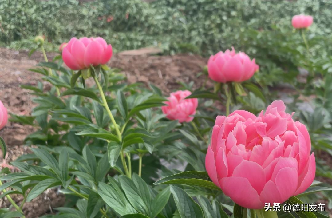 你买了吗？好美！中江这种花已经卖到欧洲了……