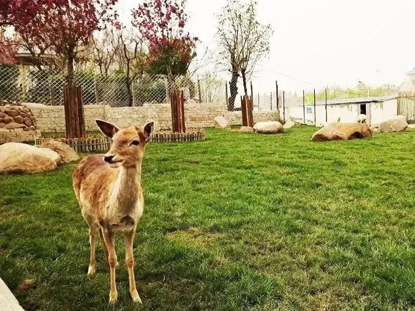 淄博春天赏花,淄博赏花时间表