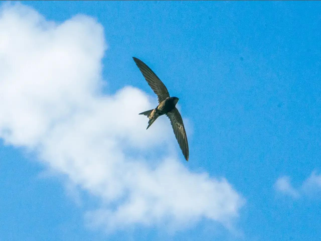 秋之恋钢琴曲,秋之恋抖音号