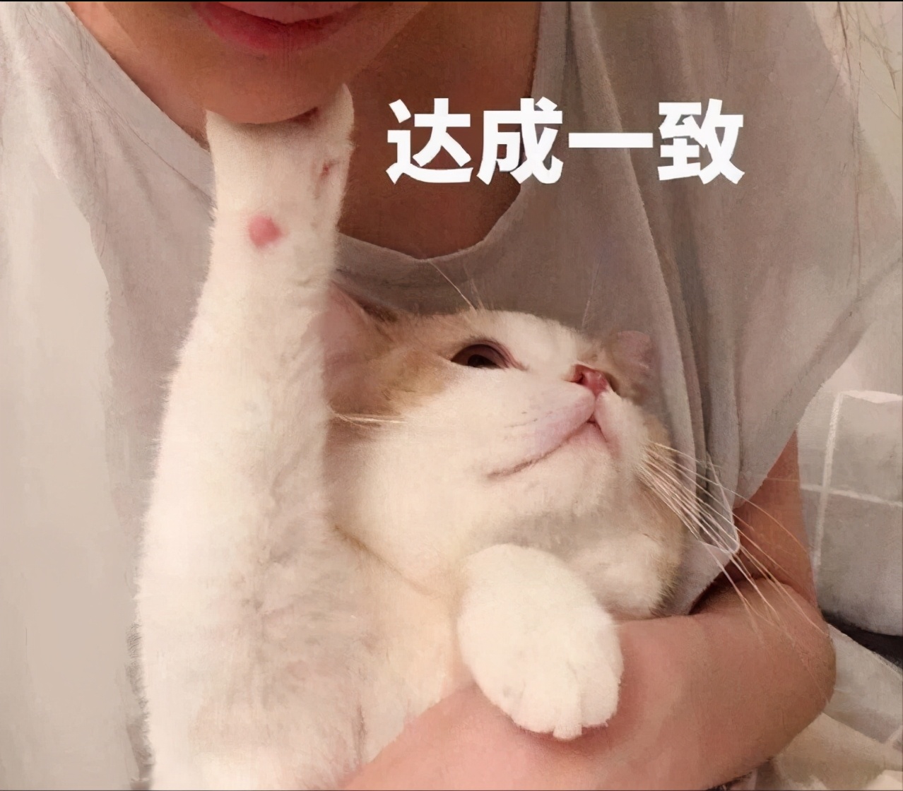 旺主人猫有什么特点,旺家猫的五大征兆是什么