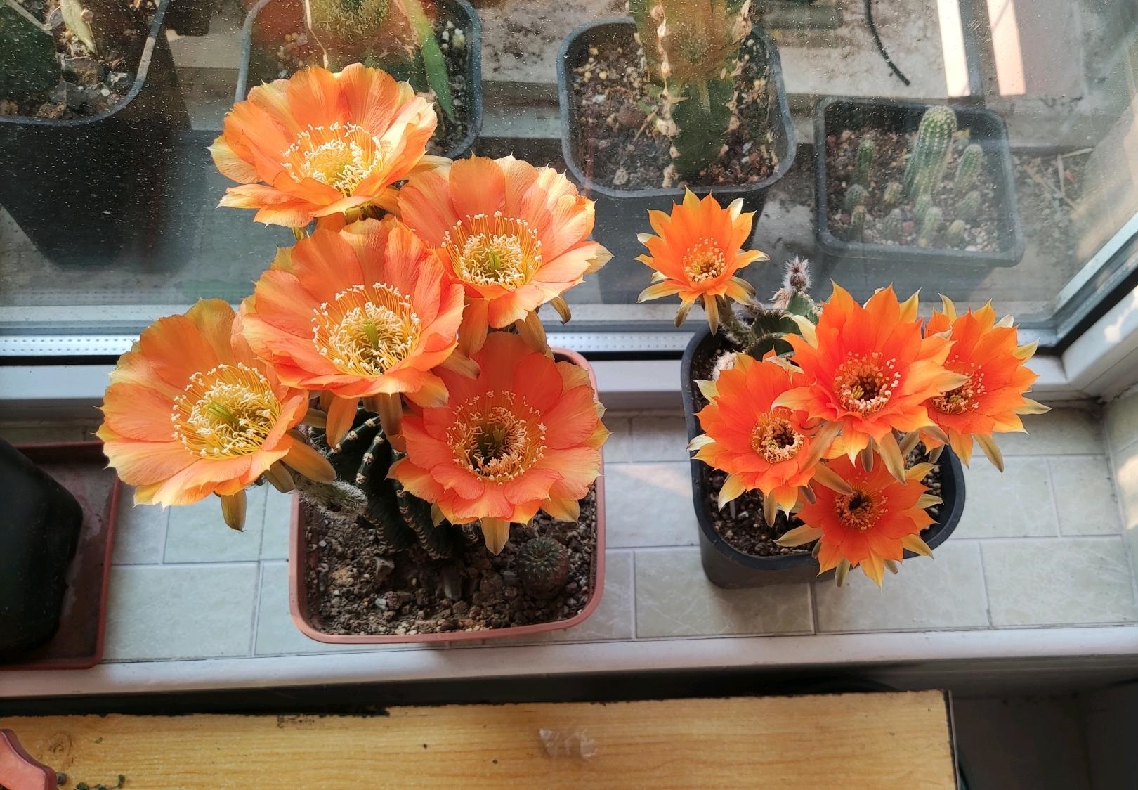 9种很会开花的仙人球，个个颜值高、开花勤奋，养护也简单