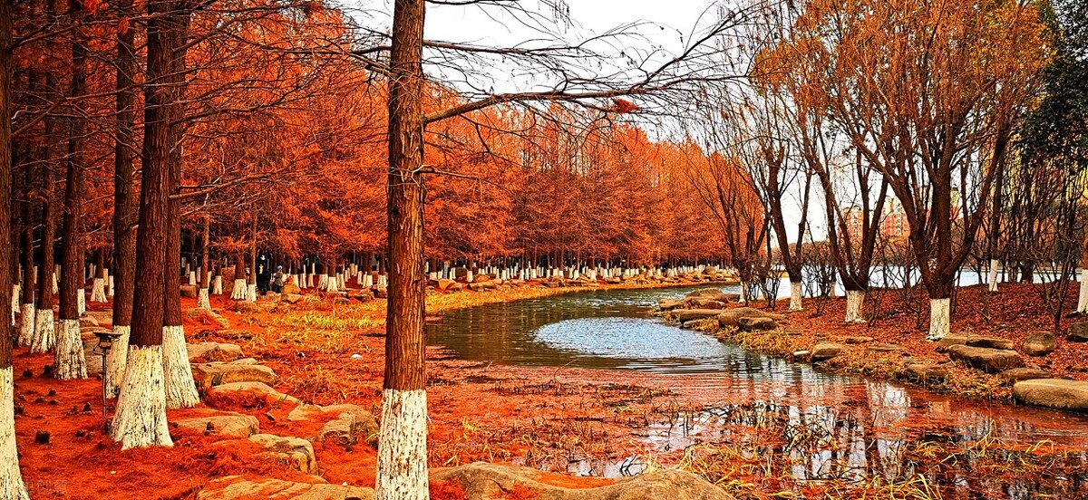 苏州哪儿红杉林比较好,苏州冬季免费打卡景点推荐