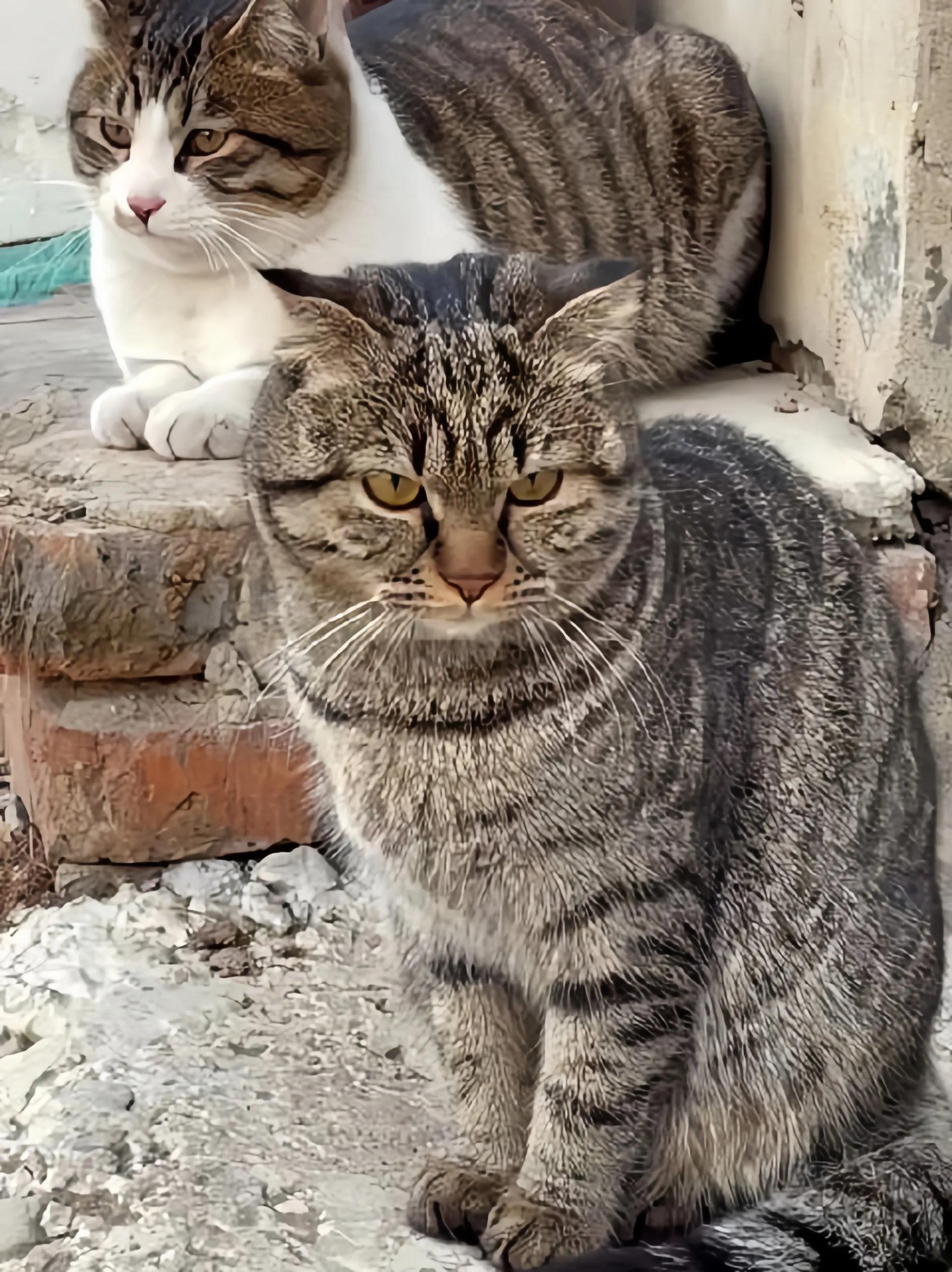 猫咪品种推荐500元以内,叫蒜头的猫咪是什么品种的