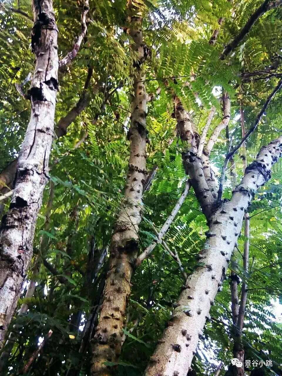 苏木煮鸡蛋对身体有危害吗,苏木煮鸡蛋做法大全