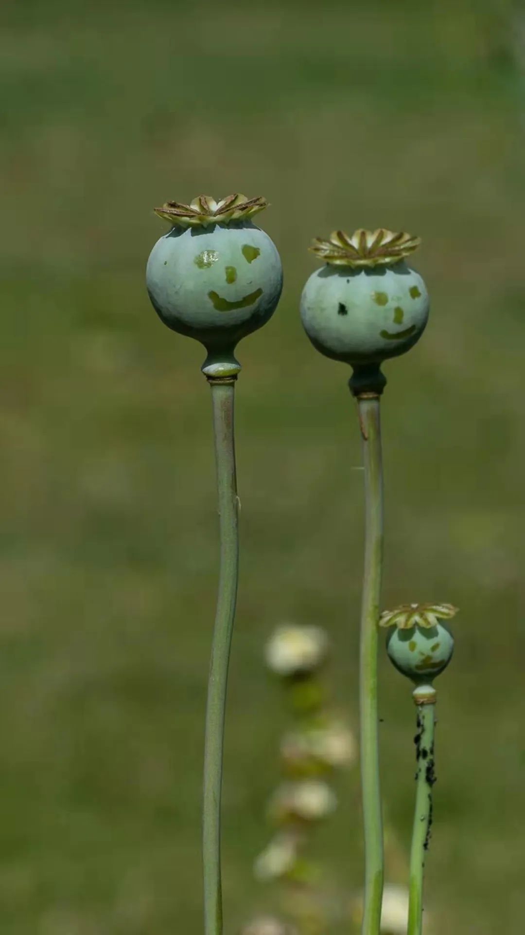 *粟罂**花,珍爱生命,远离*品毒**|花名册No.00076