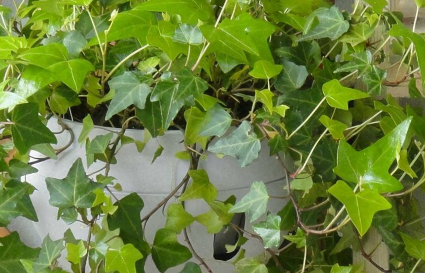 室内小盆栽适合种什么除甲醛招财,室内盆栽花卉除甲醛