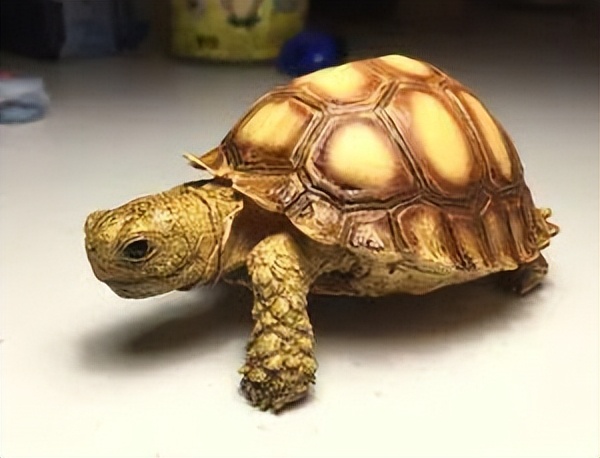 男子在臭水沟捡到一只乌龟,男子在河边捡到两只大乌龟