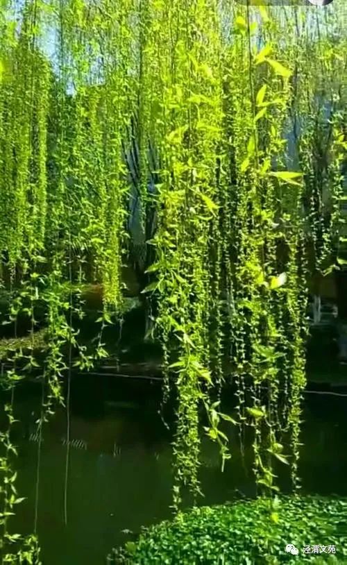 【春日偶成】/刘媛玲